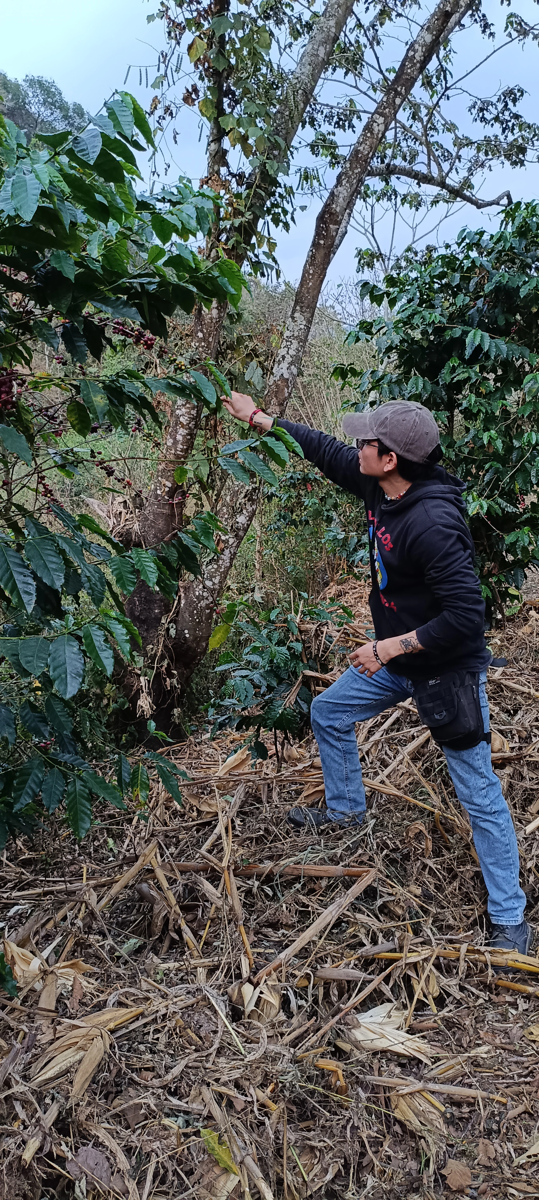 Trabajo artesanal de los caficultores en Guerrero